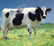 INV274 en vaccinkanditat mot mastit orsakad av Staph areus infektion hos mjölkkor